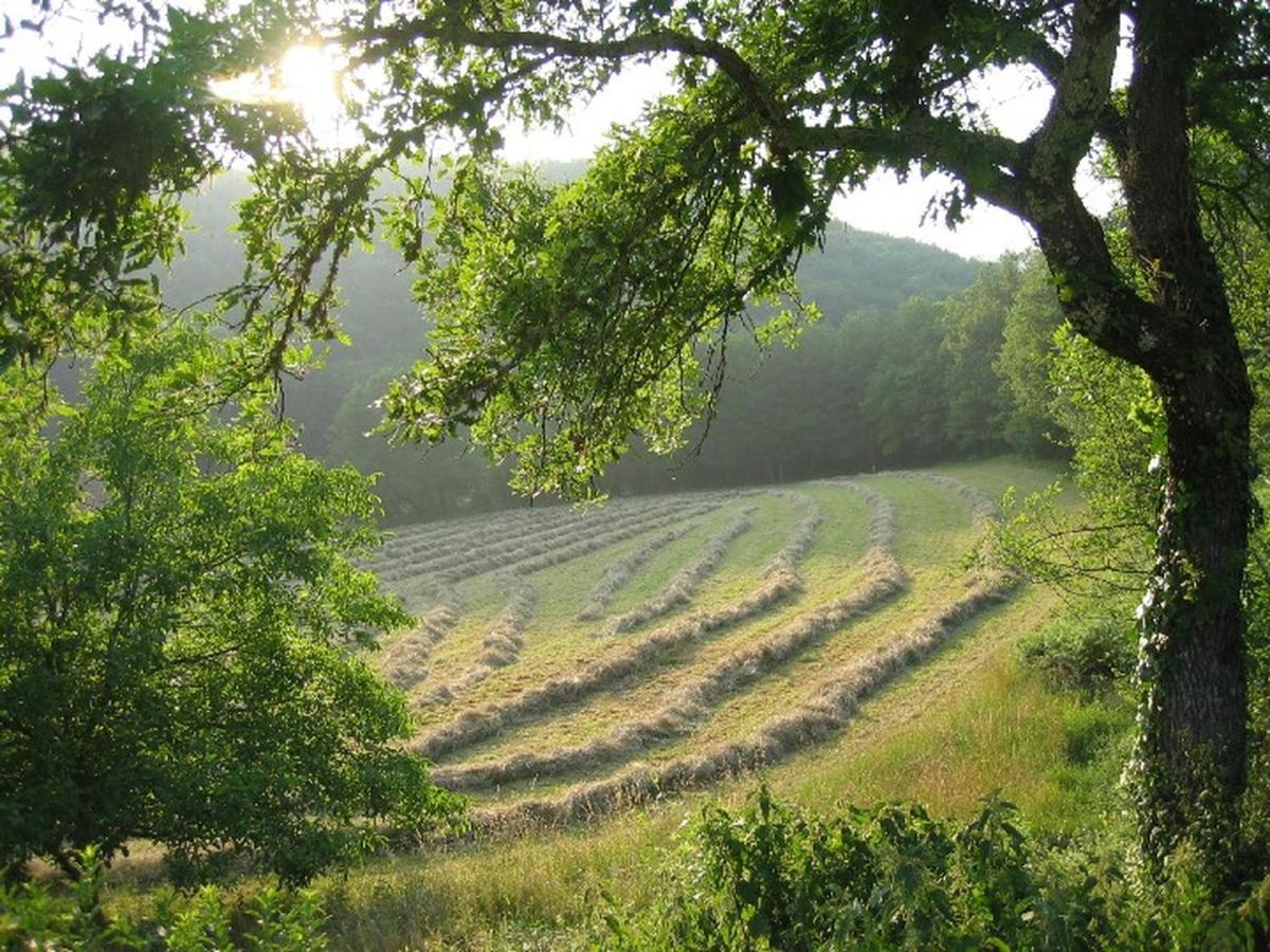 Domaine De Cantegrel - Gites De Charme Et Suite Troglodyte En Perigord Vitrac (Dordogne) Exterior foto